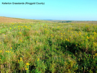 Kellerton Grasslands