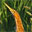American Bittern