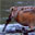American Woodcock