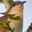 Black-billed Cuckoo