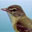 Bell's Vireo