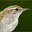 Bewick's Wren