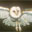 Barn Owl
