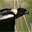 Bobolink