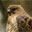 Broad-winged Hawk