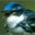 Cerulean Warbler