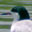 Forster's Tern