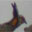 Greater Prairie-Chicken