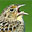 Grasshopper Sparrow