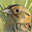 Henslow's Sparrow