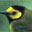 Hooded Warbler