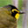 Kentucky Warbler