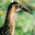 King Rail