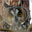 Long-eared Owl