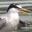 Least Tern