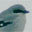Loggerhead Shrike