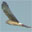 Northern Harrier