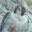 Peregrine Falcon