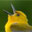 Prothonotary Warbler