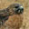 Red-shouldered Hawk