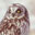 Short-eared Owl
