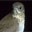 Veery