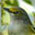 White-eyed Vireo