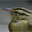 Worm-eating Warbler