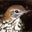 Wood Thrush