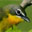 Yellow-breasted Chat