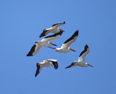 American White Pelicans by Carl Kurtz
