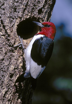 Red-headed Woodpecker by Carl Kurtz