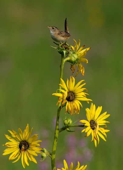 Sedge Wren on C0mpass Plant by Carl Kurtz