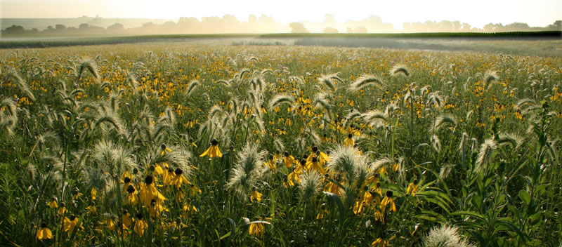 Dew covered prairie by Carl Kurtz